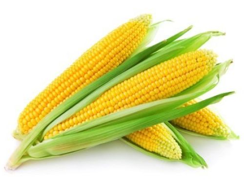 Sweet Corn Hybrid