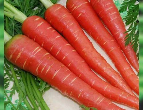 Carrot