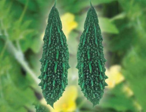 Bitter Gourd