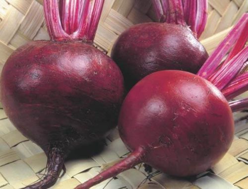 Beet Root