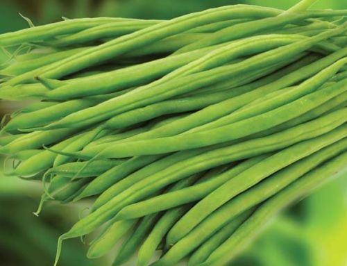 Beans