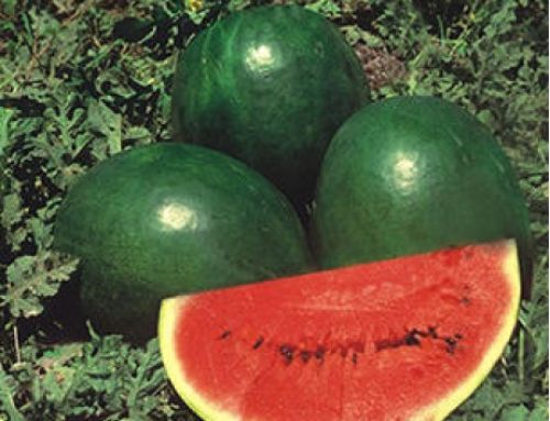 Watermelon